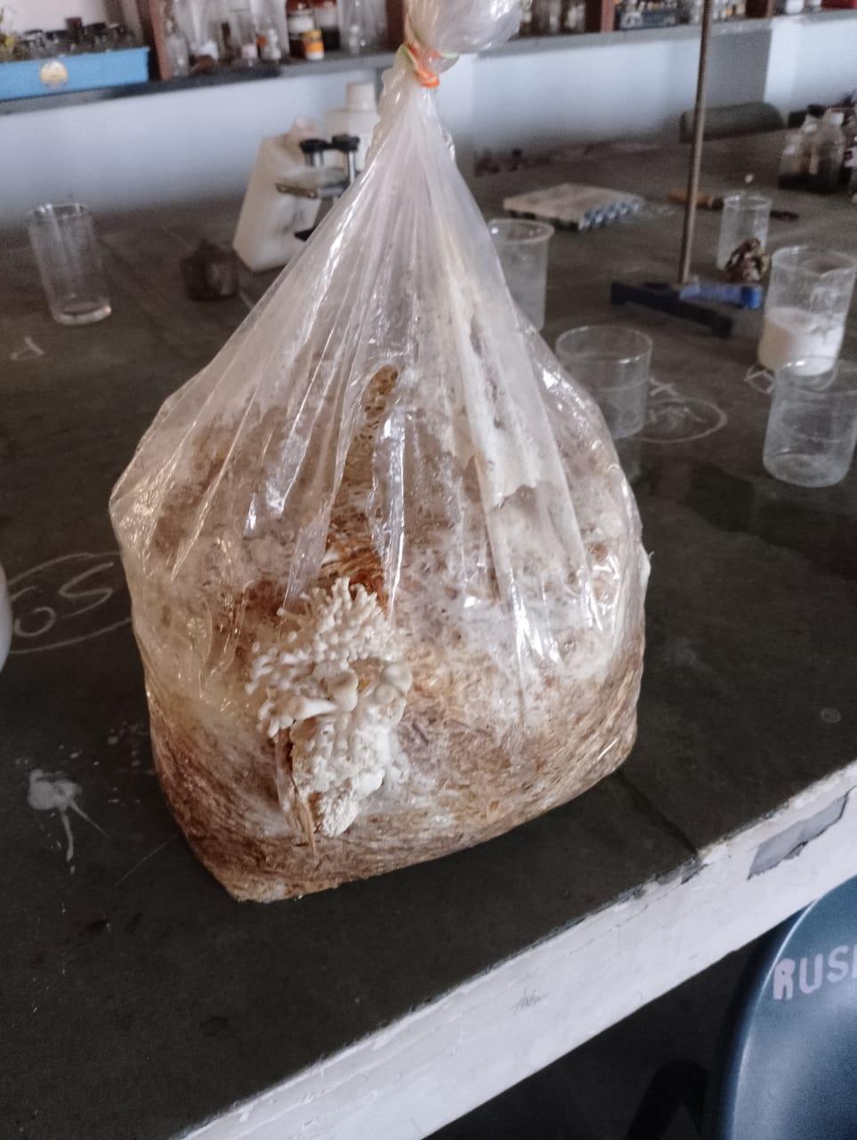 Mushroom Cultivation
